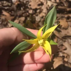 largeflower bellwort thumbnail 4