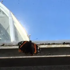 Red Admiral thumbnail 2