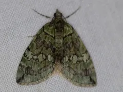 Transfigured Hydriomena Moth thumbnail 3