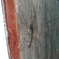 Tipula metacomet thumbnail 2