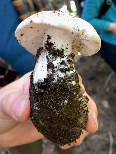 Tricholoma vernaticum
