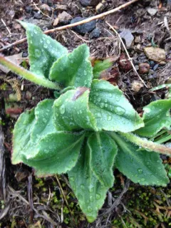 Saddle Mountain Saxifrage thumbnail 2