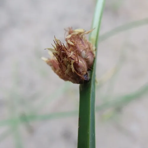 three-square bulrush