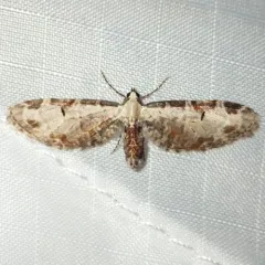Tawny Eupithecia Moth thumbnail 3