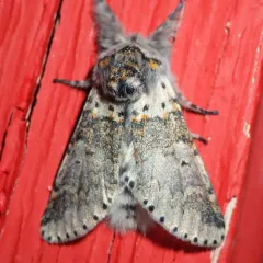 Western Furcula Moth thumbnail 3