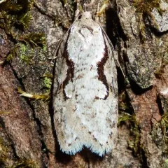 Packard's Concealer Moth thumbnail 4