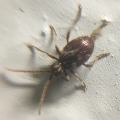 White-marked Spider-beetle