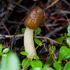 conic morel thumbnail 4