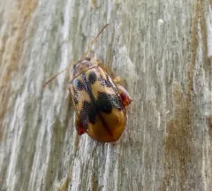 Charlie Brown Flea Beetle thumbnail 1