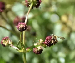 Golden-haired Miner Bee thumbnail 2