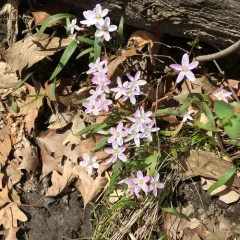 Virginia Springbeauty thumbnail 3