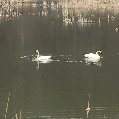 Trumpeter Swan