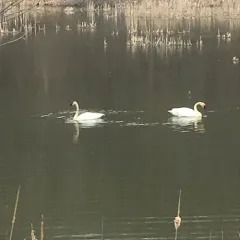 Trumpeter Swan thumbnail 1