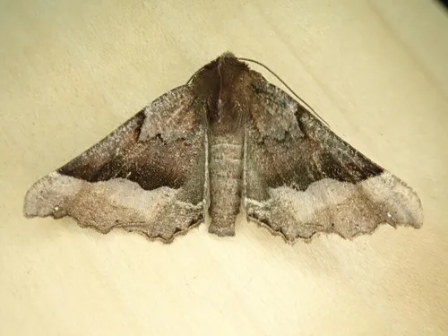 Western Pero Moth