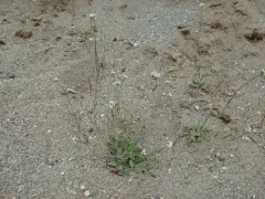 Arctic False Fissurewort thumbnail 2