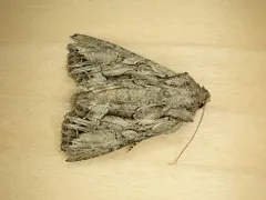 Spalding's Quaker thumbnail 1