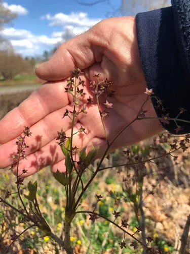 Shrub Yellowroot