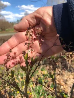 Shrub Yellowroot thumbnail 1