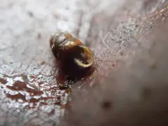 Vertigo rowellii thumbnail 1