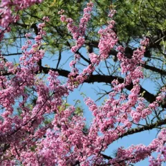 eastern redbud thumbnail 3