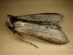 Omitted Cucullia Moth thumbnail 2