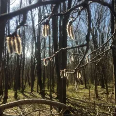 common alder thumbnail 3