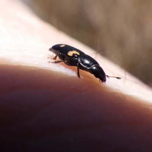 Four-spotted Sap Beetle