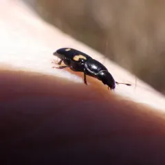 Four-spotted Sap Beetle thumbnail 1