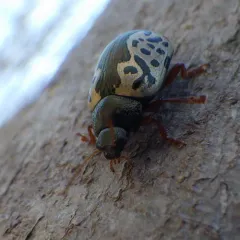 Confluent Leaf Beetle thumbnail 3