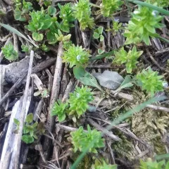 corn speedwell thumbnail 2