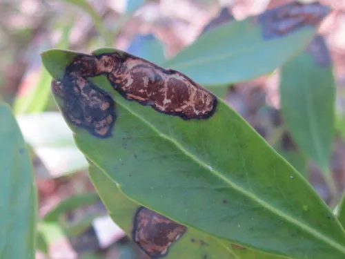 Inkberry Holly Leafminer