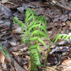 silvery glade fern thumbnail 2