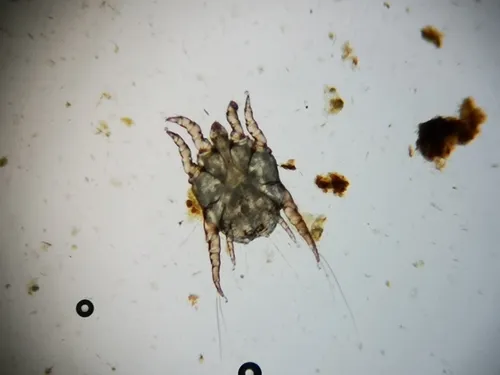 Ear Mange Mite