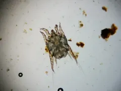 Ear Mange Mite thumbnail 1
