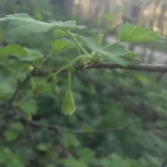 prickly gooseberry thumbnail 2