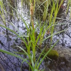 lake sedge thumbnail 2