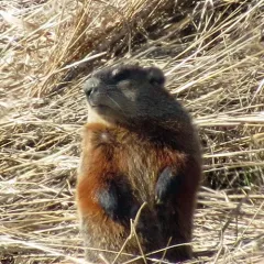 Groundhog thumbnail 4