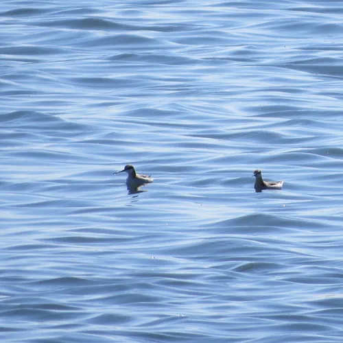Wilson's Phalarope