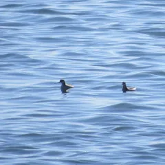 Wilson's Phalarope thumbnail 1