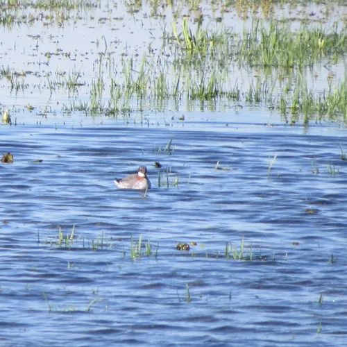 Red-necked Phalarope