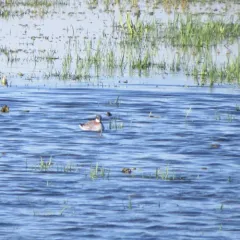 Red-necked Phalarope thumbnail 1
