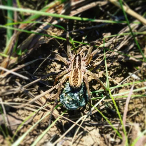 Rabid Wolf Spider