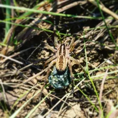 Rabid Wolf Spider thumbnail 1