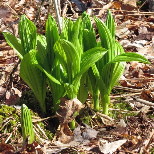 green false hellebore