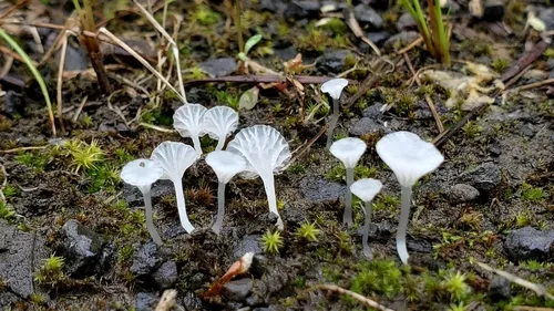 Hemimycena ignobilis