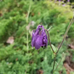 common columbine thumbnail 3