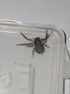 Xysticus auctificus thumbnail 4