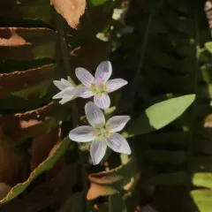 Carolina Springbeauty thumbnail 2