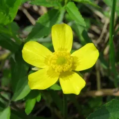 Swamp Buttercup thumbnail 4