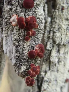 Ophioparma rubricosa thumbnail 2